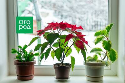 Уход за комнатными растениями в декабре: 5 правил, о которых нельзя забывать - ogorod.ru