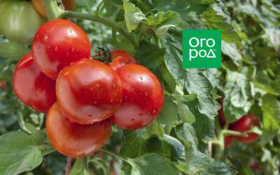 5 сортов и гибридов томатов для новичков: проверено томатоводами - ogorod.ru