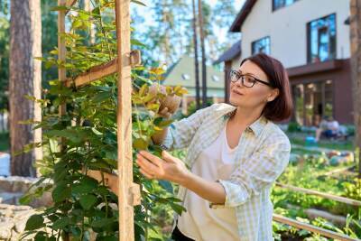 Опоры для растений своими руками – 15 отличных вариантов для сада и огорода - ogorod.ru - г. Виноград