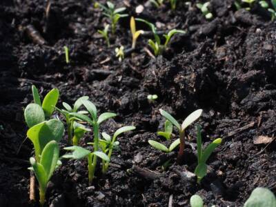 Чем посыпать почву, чтобы повысить урожайность в 3 раза и не навредить огороду: хитрость дачников - belnovosti.by