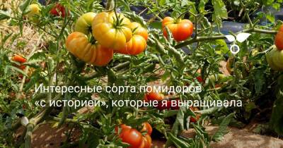 Интересные сорта помидоров «с историей», которые я выращивала - botanichka.ru