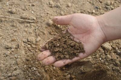Что делать, если почва на участке плотная, как бетон: полезные подсказки огородникам - belnovosti.by