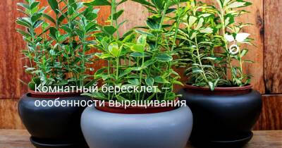 Комнатный бересклет — особенности выращивания - botanichka.ru