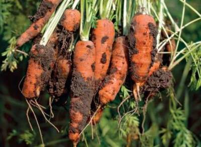 Ризоктониоз моркови. - sad-dacha-ogorod.com