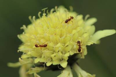 Что положить в муравейник, чтобы избавиться от вредителей навсегда: бабушкин способ - belnovosti.by