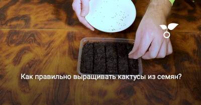 Как правильно выращивать кактусы из семян? - botanichka.ru