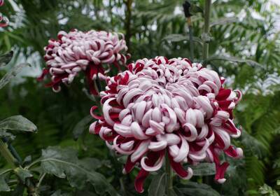 Крупноцветковая хризантема: 10 восхитительных сортов - ogorod.ru
