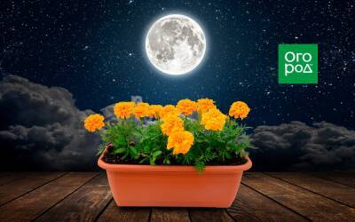 Выращивание однолетних цветов по Лунному календарю в 2022 году - ogorod.ru