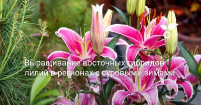Выращивание восточных гибридов лилий в регионах с суровыми зимами - botanichka.ru