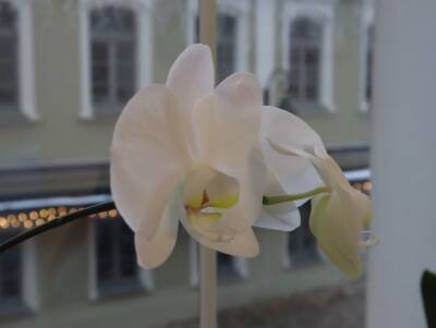 Что делать, если в горшке с орхидеей появился зеленый мох: как решают проблему хитрые цветоводы - belnovosti.by