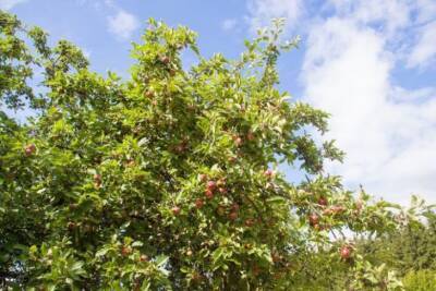 Что можно посадить под кроной яблони: урожай приятно удивит даже опытного дачника - belnovosti.by