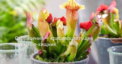 Саррацения — красивоцветущее растение-хищник - botanichka.ru