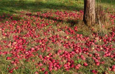 Чем подкормить яблоню осенью, чтобы на следующий год собрать богатый урожай - belnovosti.by