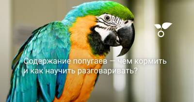 Содержание попугаев — чем кормить и как научить разговаривать? - botanichka.ru