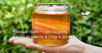 Чайный гриб — как создать и использовать в саду и дома? - botanichka.ru