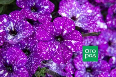 Лучшие сорта и гибриды петунии с разноцветными цветками - ogorod.ru - Рим