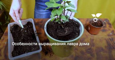 Особенности выращивания лавра дома - botanichka.ru