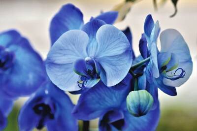 Чем подкормить орхидеи, чтобы жили десятилетиями: необычный способ приумножить красоту растения - belnovosti.by