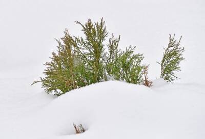 Лунный календарь садовода: заготавливаем еловый лапник и укрываем растения снегом - oblgazeta.ru