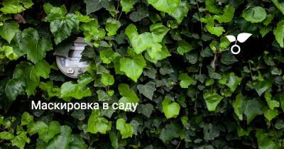 Маскировка в саду - botanichka.ru - г. Виноград