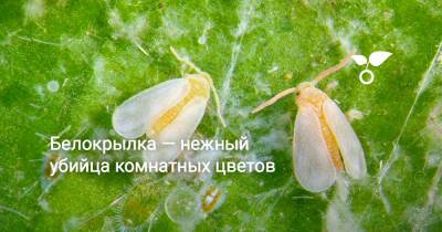 Белокрылка — нежный убийца комнатных цветов - botanichka.ru