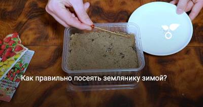 Как правильно посеять землянику зимой? - botanichka.ru