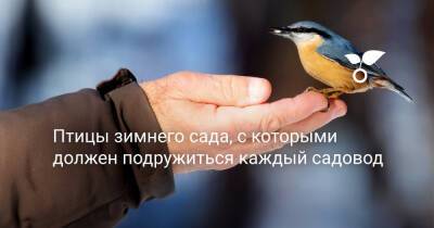 Птицы зимнего сада, с которыми должен подружиться каждый садовод - botanichka.ru - Россия - республика Алтай - Крым