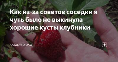 Как из-за советов соседки я чуть было не выкинула хорошие кусты клубники - zen.yandex.ru