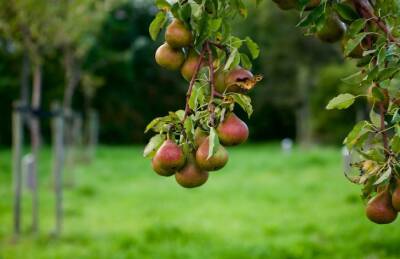 Какие плодовые деревья можно сажать рядом: непростительные ошибки садоводов - belnovosti.by