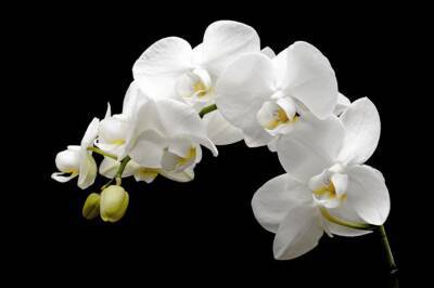 Какой водой нужно поливать орхидеи: ошибки, которые совершают большинство хозяек - belnovosti.by
