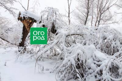 Зимой ветром сломало дерево – что делать - ogorod.ru
