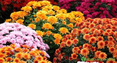 Почему не цветут хризантемы - agro-market24.ru