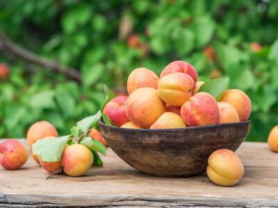 Лучшие сорта абрикосов для средней полосы (фото, описания, отзывы садоводов) - ogorod.ru