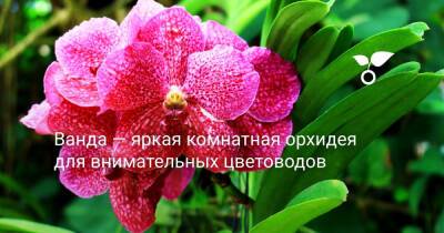 Ванда — яркая комнатная орхидея для внимательных цветоводов - botanichka.ru