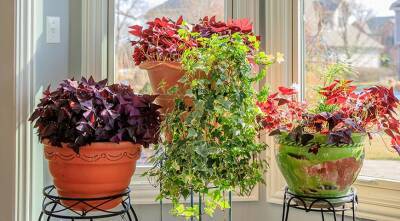 6 комнатных растений, которые приносят удачу - supersadovnik.ru