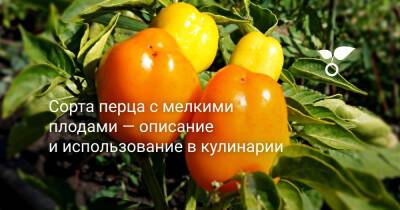 Сорта перца с мелкими плодами — описание и использование в кулинарии - botanichka.ru