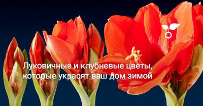 Луковичные и клубневые цветы, которые украсят ваш дом зимой - botanichka.ru