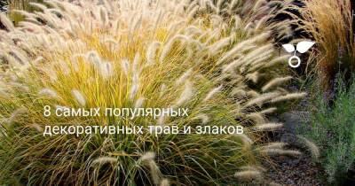 8 самых популярных декоративных трав и злаков - botanichka.ru