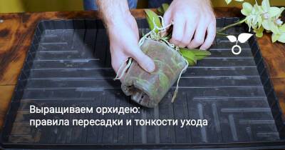 Выращиваем орхидею: правила пересадки и тонкости ухода - botanichka.ru