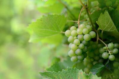 Что категорически нельзя сажать рядом с виноградом: урожая не будет - belnovosti.by