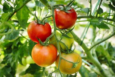 Что можно сажать на одной грядке с помидорами: не все огородники об этом знают - belnovosti.by