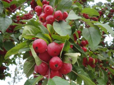 Декоративная яблоня, в том числе с красными листьями: описание и характеристика сорта, особенности посадки и ухода + фото - orchardo.ru
