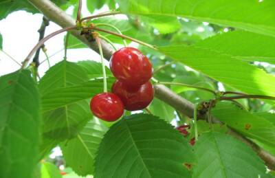 Как сделать, чтобы вишня плодоносила даже в «неурожайный» год - belnovosti.by