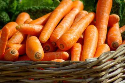 Как правильно поливать и подкармливать морковь, чтобы она выросла крупной и сочной - belnovosti.by