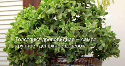 Толстянка древовидная — самое крупное «денежное дерево» - botanichka.ru - Китай