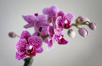 Как защитить орхидею от болезней с помощью чеснока: хитрый способ - belnovosti.by
