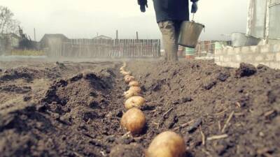 Как посадить картофель под зиму - fermilon.ru