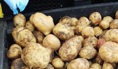 Как повысить урожайность картошки в 3 раза: секрет в удачном «соседе» - belnovosti.by