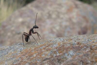 Выгоняем муравьев из теплицы за 5 минут крайне простым средством: сосед об этом не расскажет - belnovosti.by