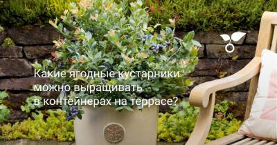 Какие ягодные кустарники можно выращивать в контейнерах на террасе? - botanichka.ru
